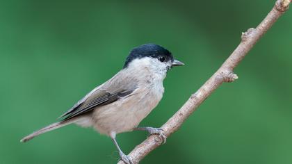 Marsh Tit