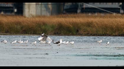 Lesser Black-backed Gull