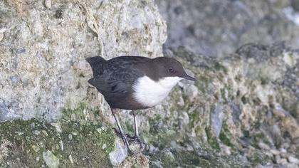 White-throated Dipper