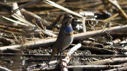 Bluethroat
