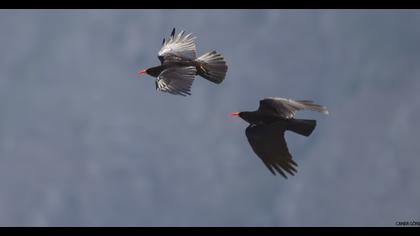 Red-billed Chough