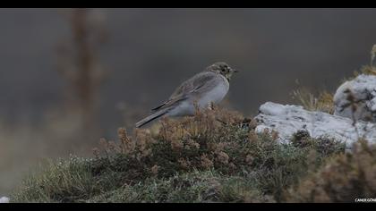 Horned Lark