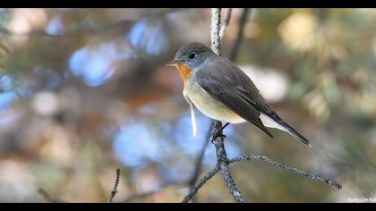 Red-breasted Flycatcher