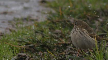 Meadow Pipit