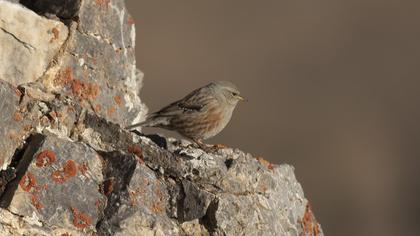 Alpine Accentor