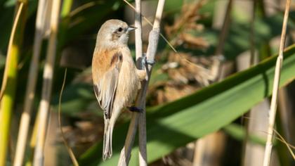 Eurasian Penduline Tit