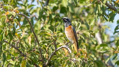 Common Redstart