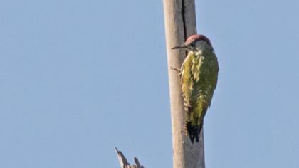 European Green Woodpecker