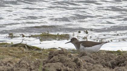 Common Sandpiper