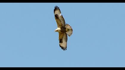Long-legged Buzzard