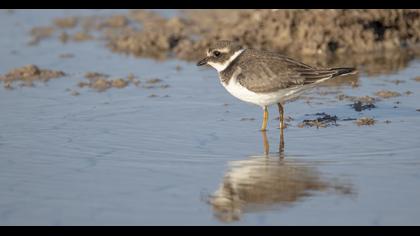 Common Ringed Plover