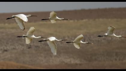 Eurasian Spoonbill