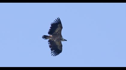 Griffon Vulture