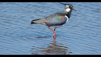 Northern Lapwing