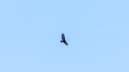 Küçük orman kartalı