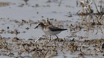 Little Stint