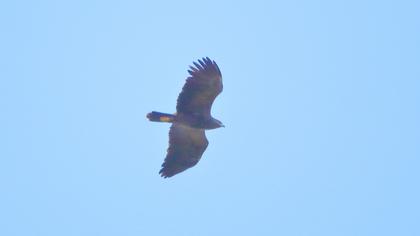 Lesser Spotted Eagle