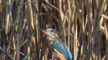 Common Kingfisher