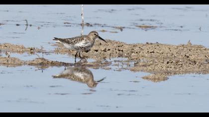 Dunlin