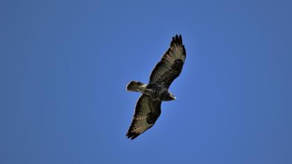European Honey Buzzard