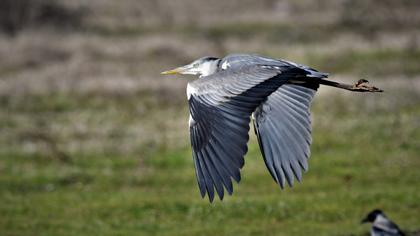 Grey Heron