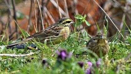 Cirl Bunting