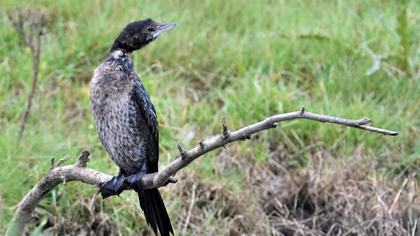 Pygmy Cormorant