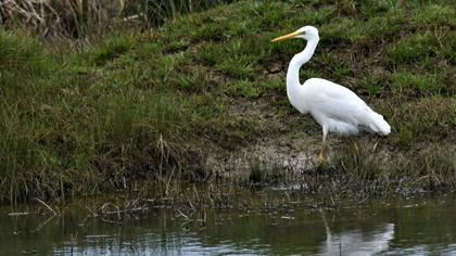 Great Egret