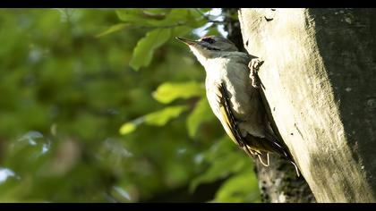 Grey-headed Woodpecker