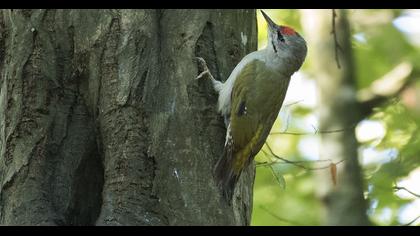Küçük yeşil ağaçkakan