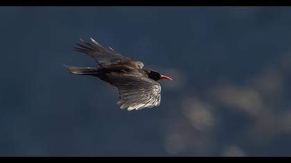 Red-billed Chough