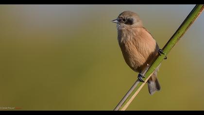 Eurasian Penduline Tit