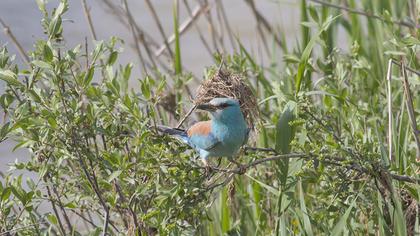 European Roller