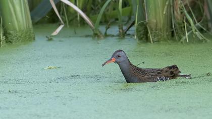 Water Rail