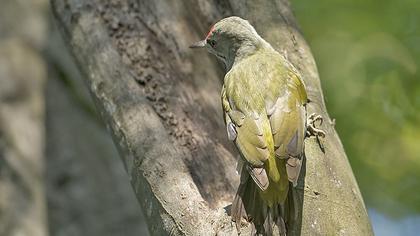 Grey-headed Woodpecker