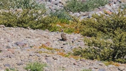 Chukar Partridge
