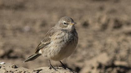 Water Pipit