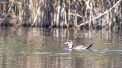 White-headed Duck