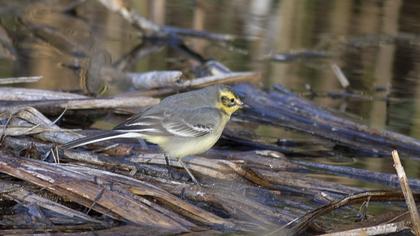 Citrine Wagtail