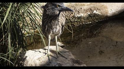 Black-crowned Night Heron