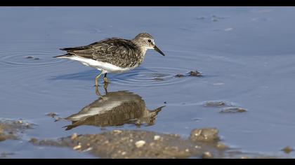Sarıbacaklı kumkuşu