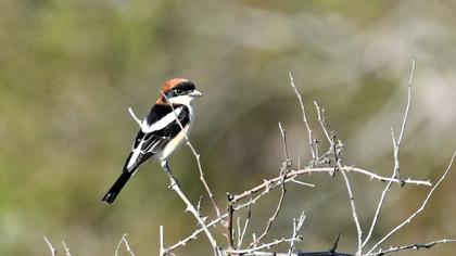 Kızılbaşlı örümcekkuşu