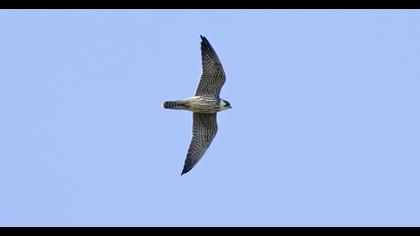 Eurasian Hobby
