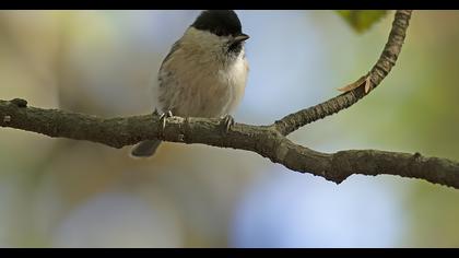 Marsh Tit