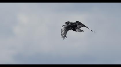 Northern Raven