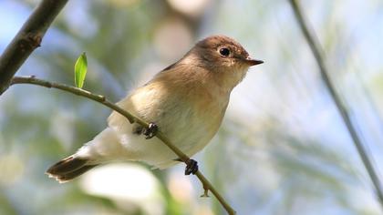 Red-breasted Flycatcher