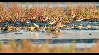 Little Stint