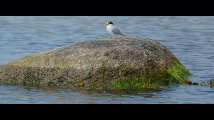 Little Tern