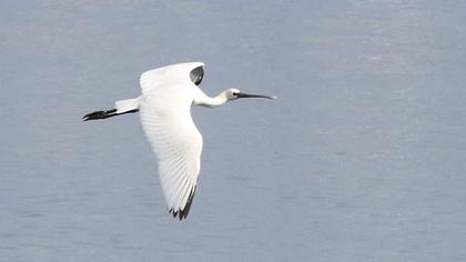 Eurasian Spoonbill