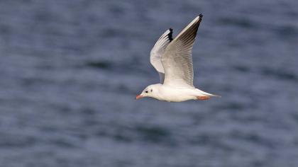 Black-headed Gull